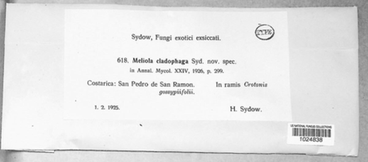 Meliola cladophaga image